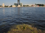 Уровень загрязнения воды в Неве и Финском заливе превысил допустимые нормы Уровень загрязнения воды в Неве и Финском заливе превысил допустимые нормы