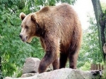 На Камчатке зафиксирован рост бурых медведей На Камчатке зафиксирован рост бурых медведей