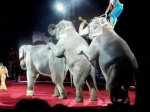 В Британии запретят цирки с животными В Британии запретят цирки с животными